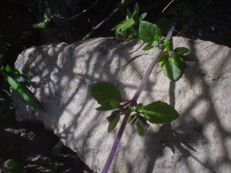 Acinos_sardous_07.jpg