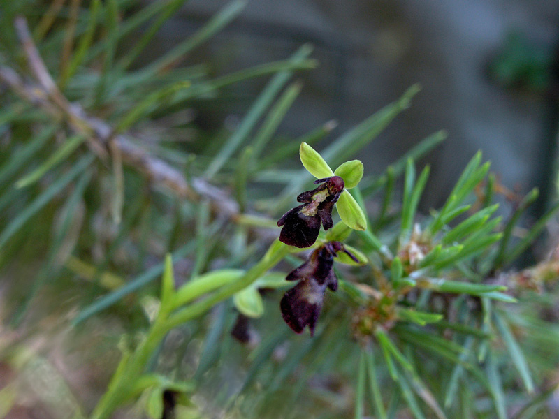 P6017913.fio.jpg