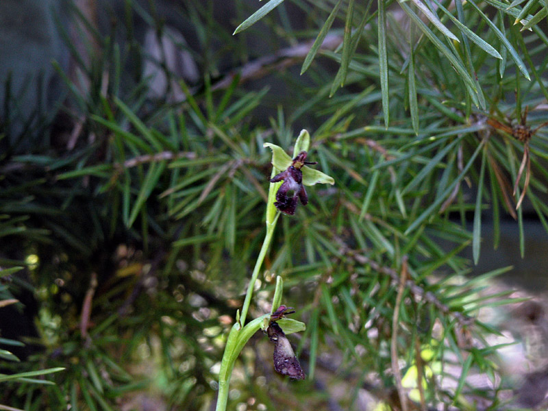 P6017917.fio.jpg