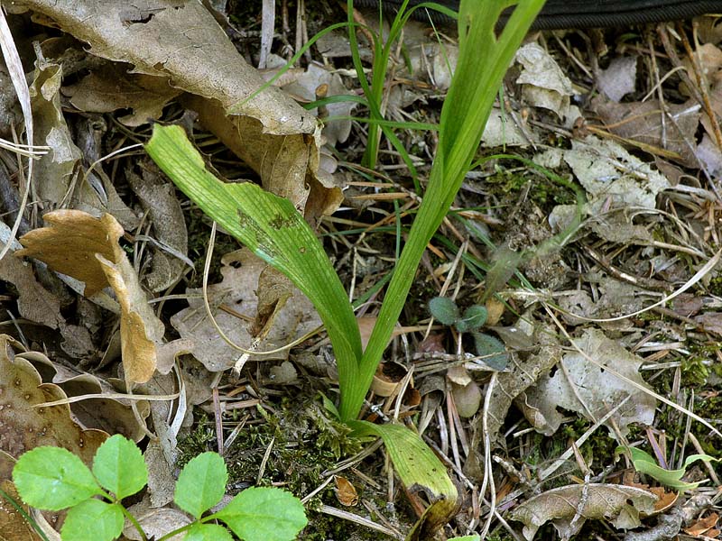 P6017923.fio.jpg
