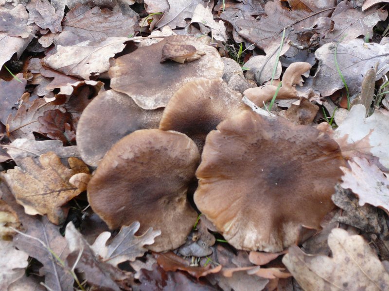 p1050575.jpg