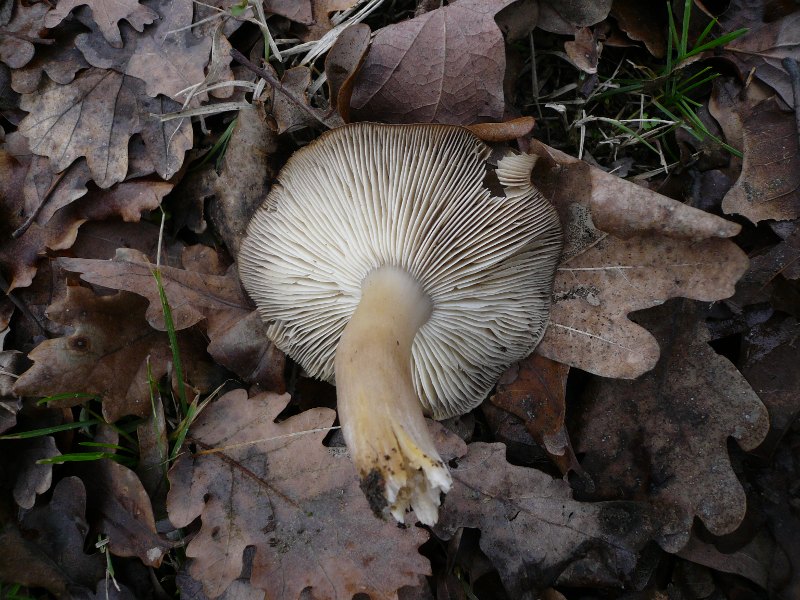 p1050590.jpg