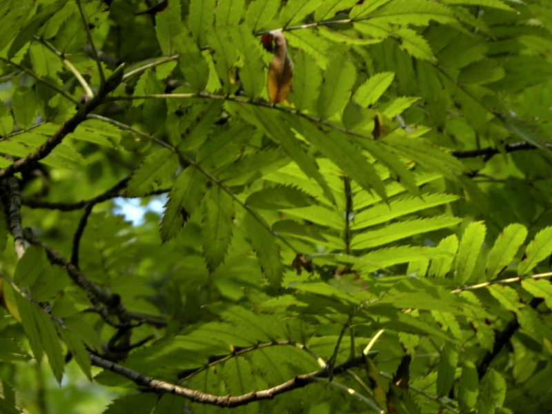 DSCN8469.JPG