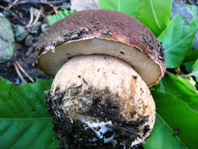 Gaia_PIN2_3.jpg