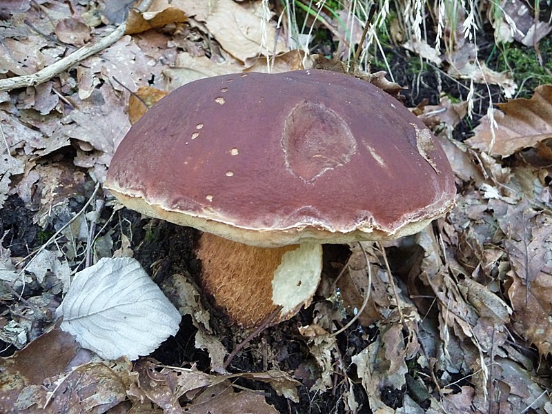 MICOR_PIN2_2.jpg