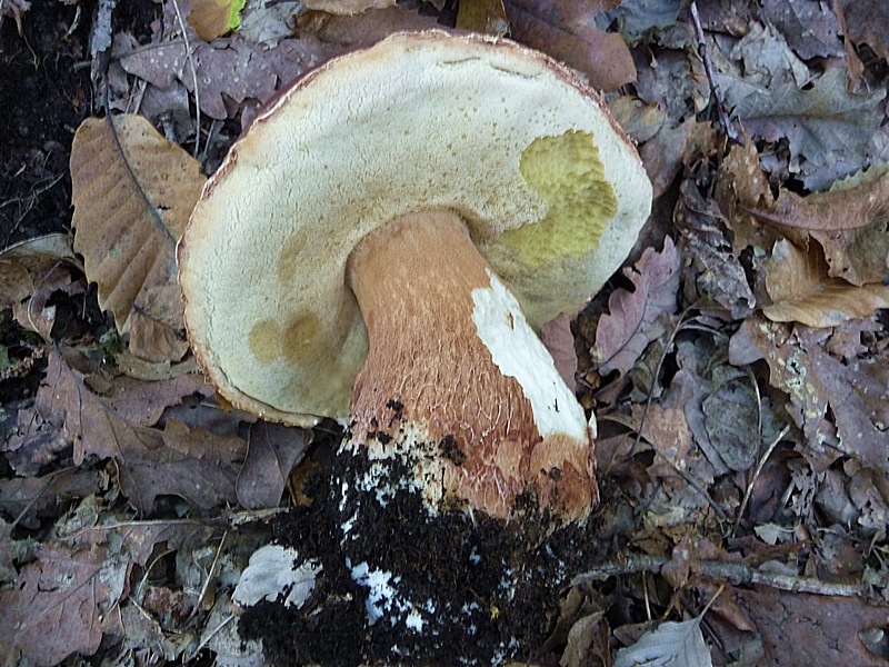 MICOR_PIN2_3.jpg