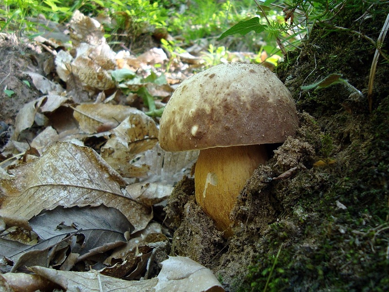 Brizzalato_PIN1_1.jpg