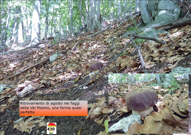Alepioda_PIN1_SK.jpg