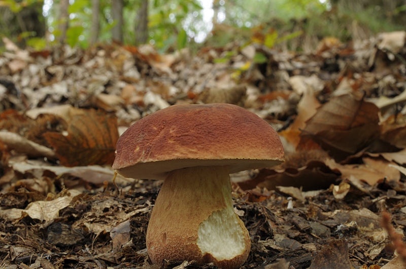 Androne_PIN1_1.jpg