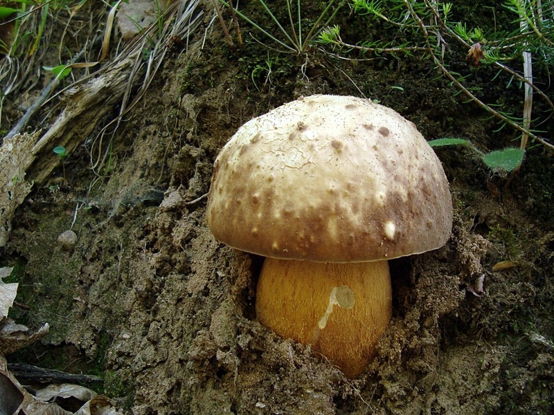 Brizzalato_PIN1_2.jpg