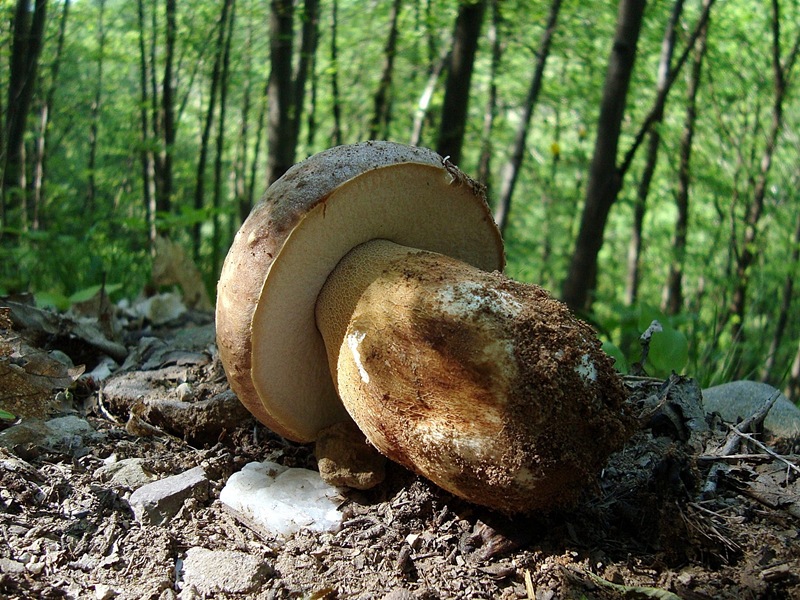 Brizzalato_PIN1_3.jpg