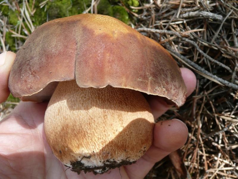 Gaia_PIN1_3.jpg
