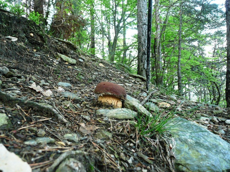 Gaia_PIN2_1.jpg