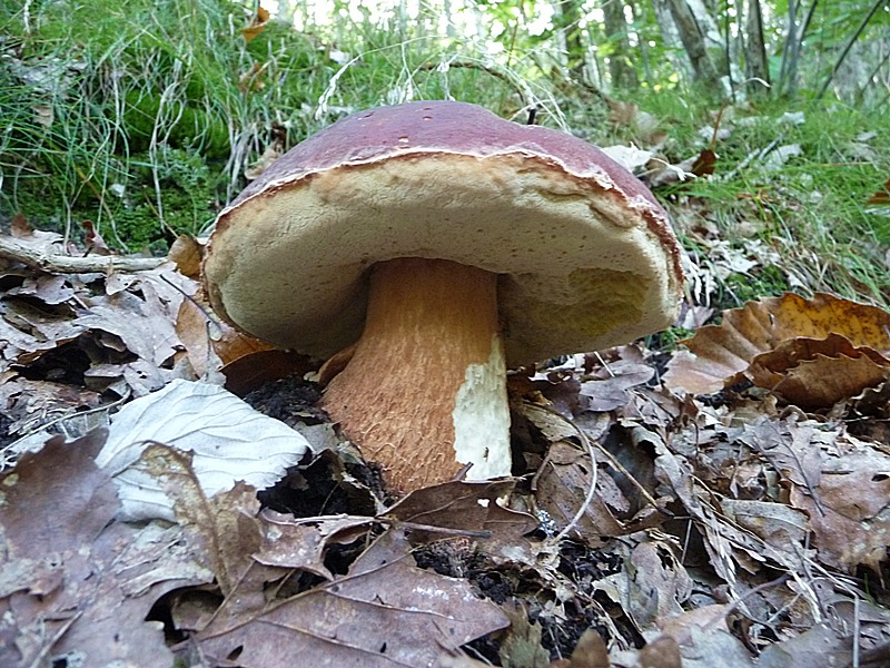 MICOR_PIN2_1.jpg