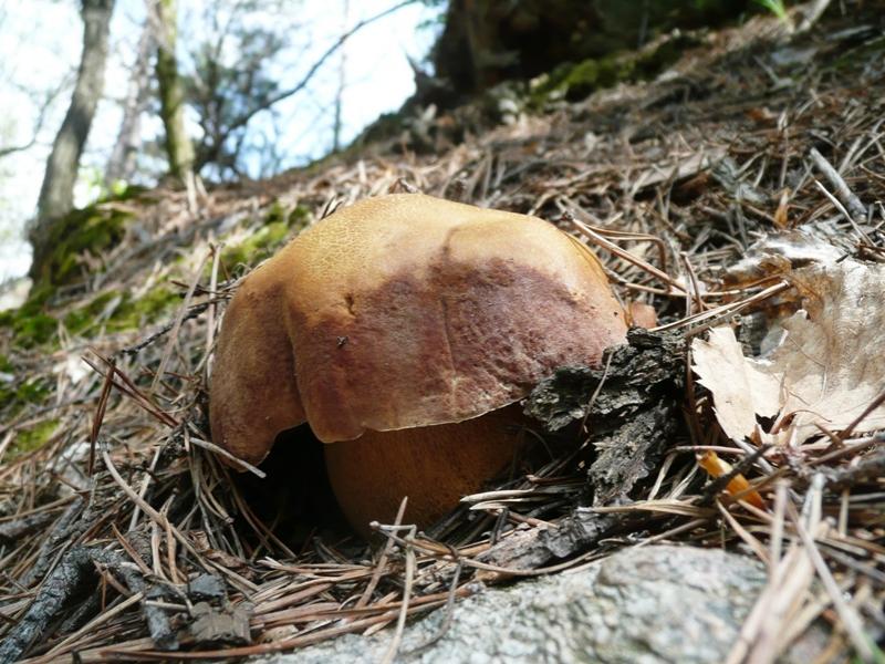 Gaia_PIN1_2.jpg