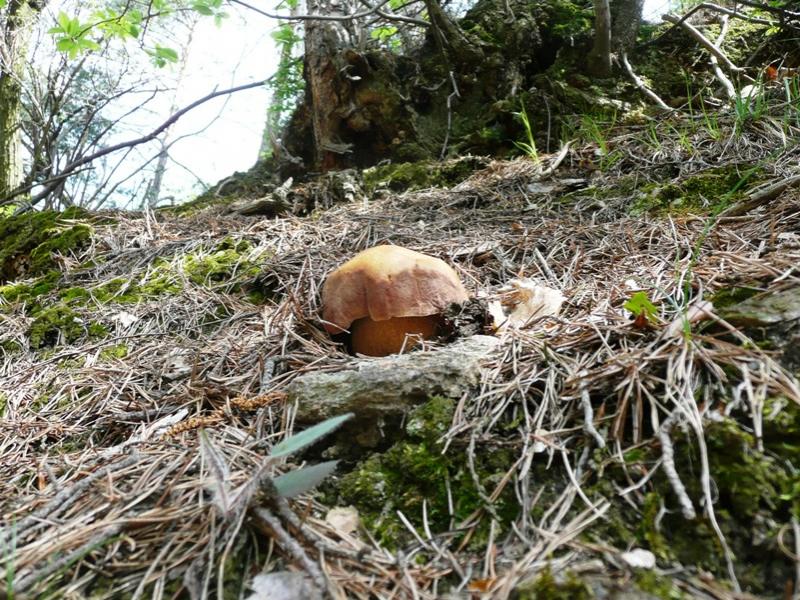 Gaia_PIN1_1.jpg