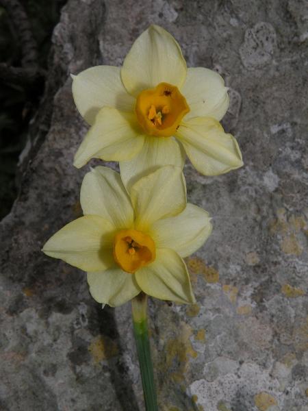 nt06.jpg