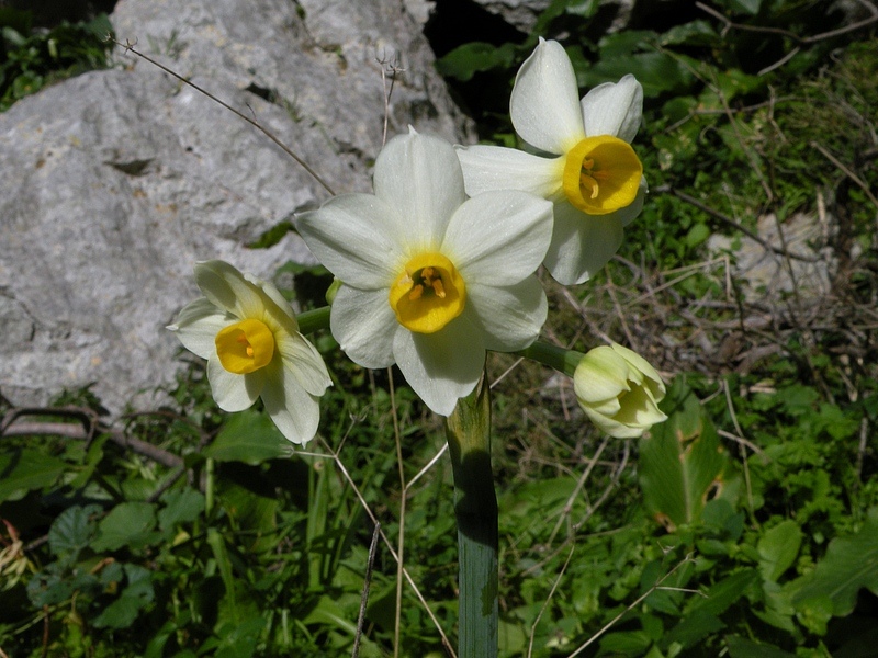 nt05.jpg