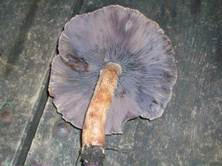 100_0754.jpg