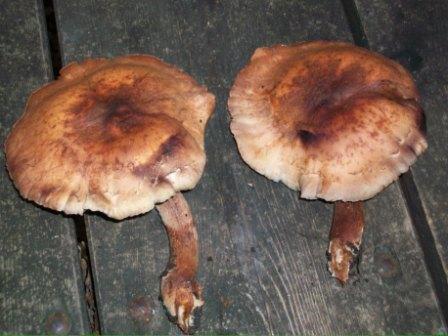 100_0752.jpg