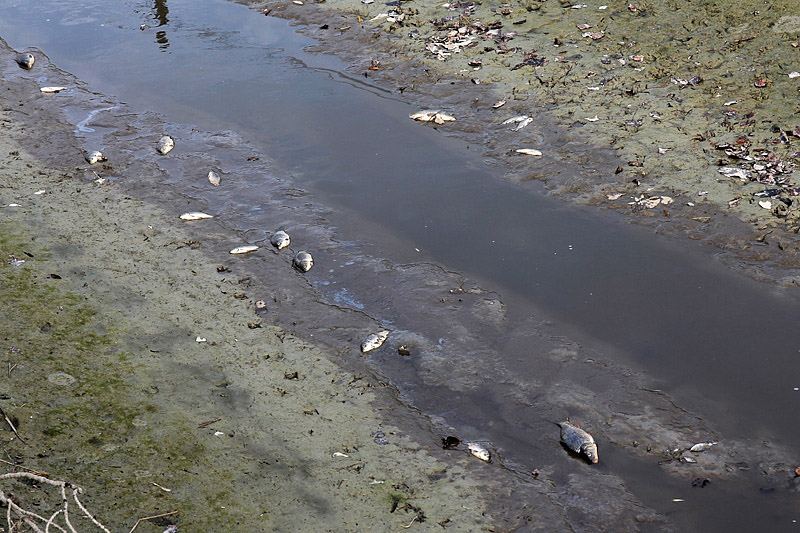 7-inquinamento-canale di caprara-XMG_9134.jpg