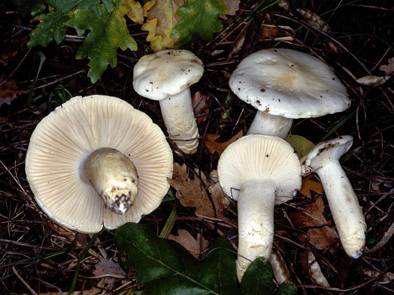 Escarlet blanc