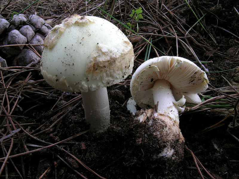 Immagine allegata: post-127-1104255653.jpg