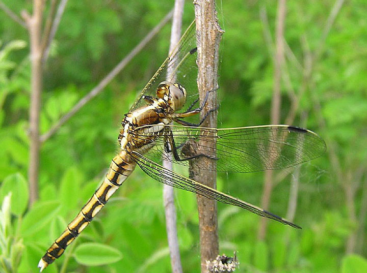 2_libellula_P1010019.jpg