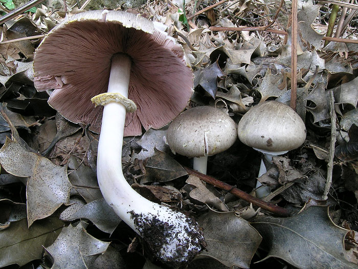 Immagine Allegata