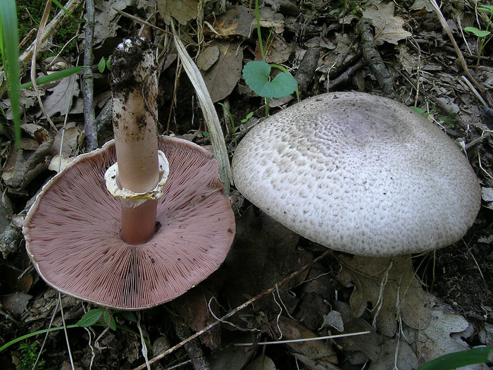 Immagine Allegata