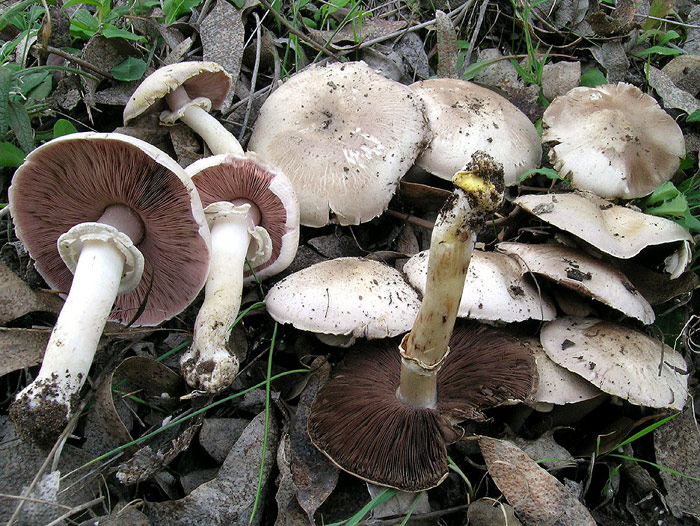Immagine allegata