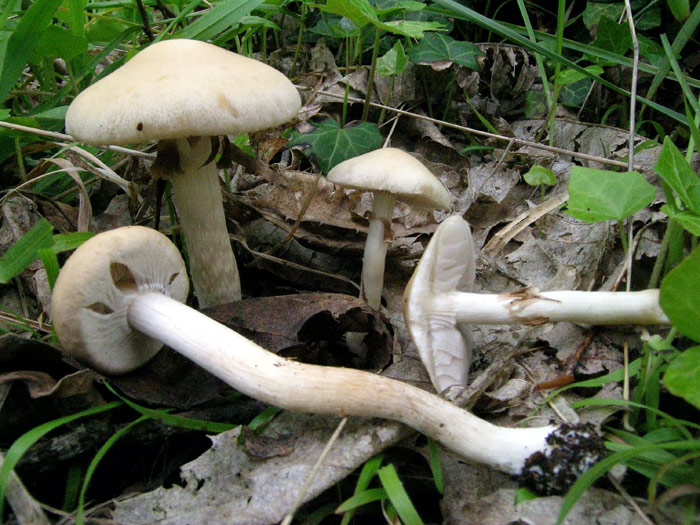Immagine allegata