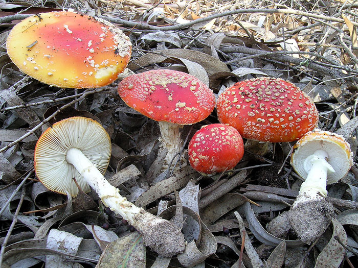 Immagine allegata
