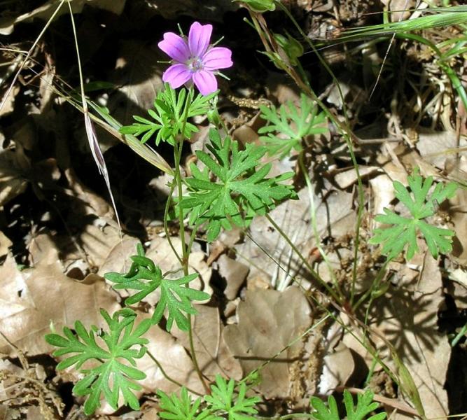 Geranium_columbinum_L.jpg