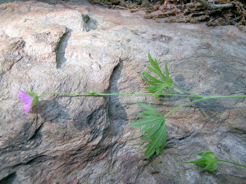 Geranium_columbinum_L1.jpg