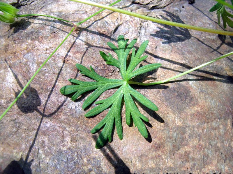 Geranium_columbinum_L2.jpg