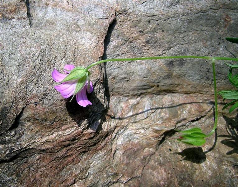 Geranium_columbinum_L3.jpg