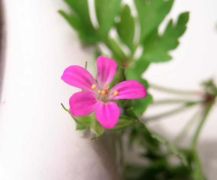 Geranium_purpureum_Vill.jpg