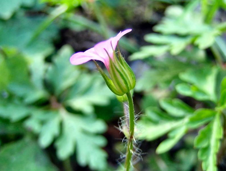 G.purpureum1.jpg