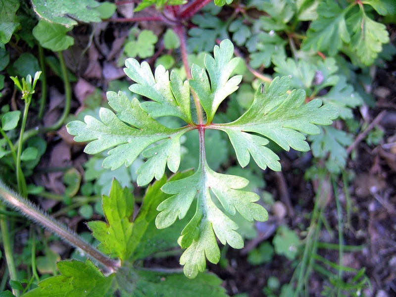 Geranium_purpureum_Vill5.jpg