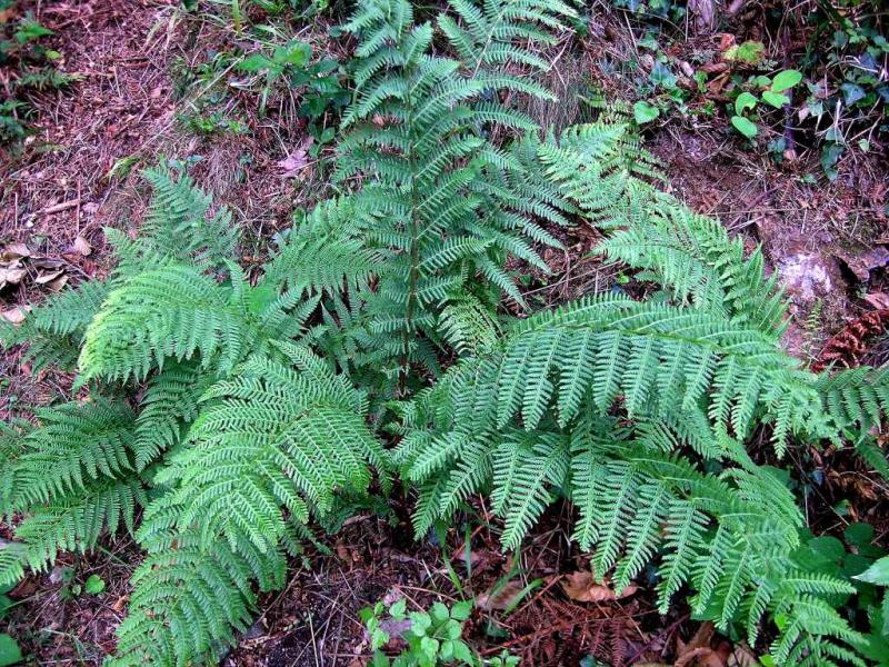 Athyrium_filix_femina.jpg