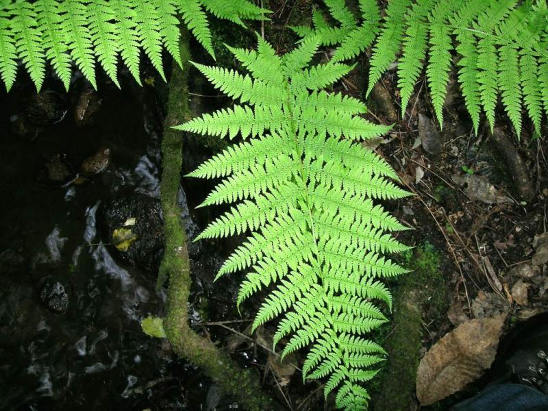 Athyrium_filix_femina1.jpg