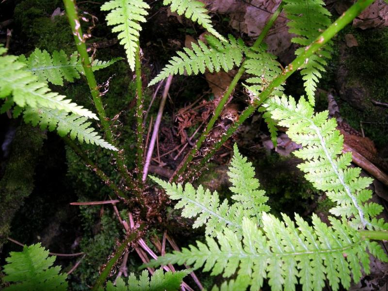 Athyrium_filix_femina2.jpg
