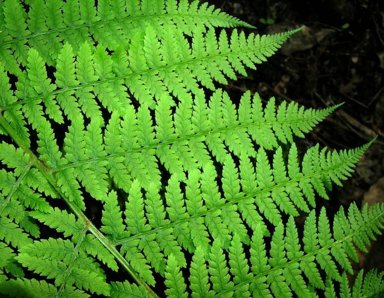 Athyrium_filix_femina3.jpg