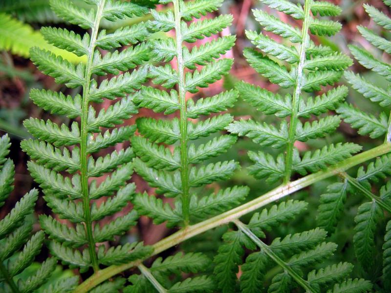 Athyrium_filix_femina4.jpg