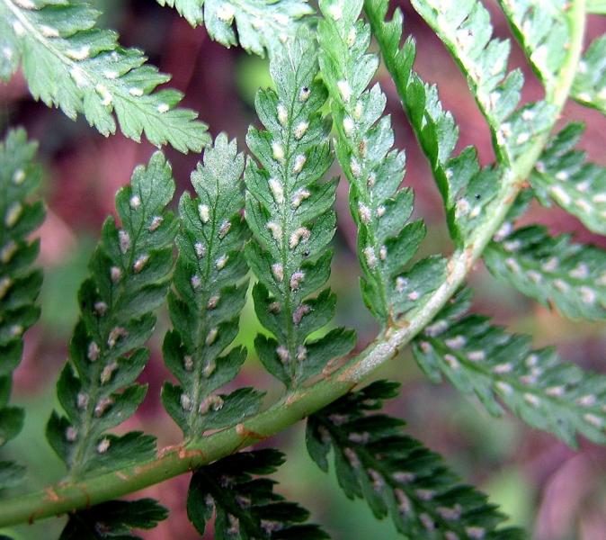 Athyrium_filix_femina5.jpg