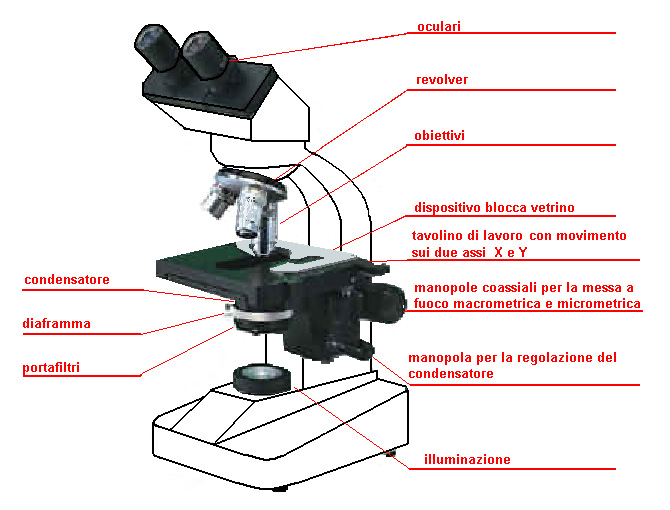 microscopio_binoculare.jpg