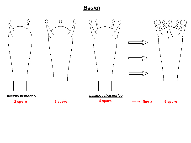 Basidi.jpg