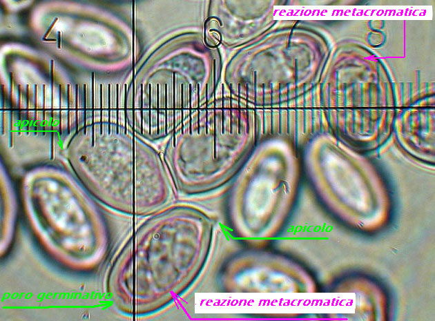 Foto_spore_riel_01.jpg