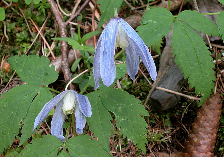 DSCN2177q.jpg